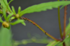 Uroleucon chrysanthemi