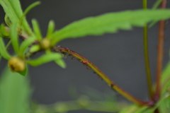 Uroleucon chrysanthemi