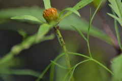 Uroleucon chrysanthemi