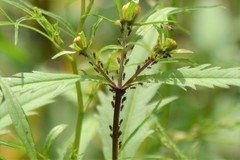 Uroleucon chrysanthemi