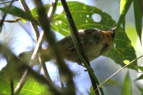 Silver-backed Tanager (Stilpnia viridicollis), photo 1