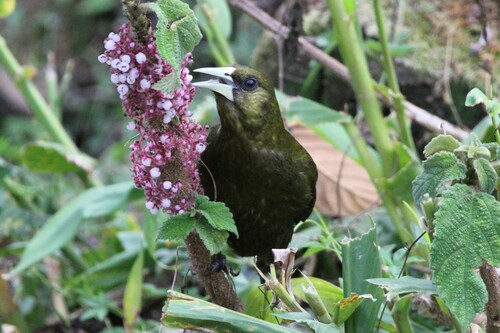 Dusky-green Oropendola (Psarocolius atrovirens), photo 5