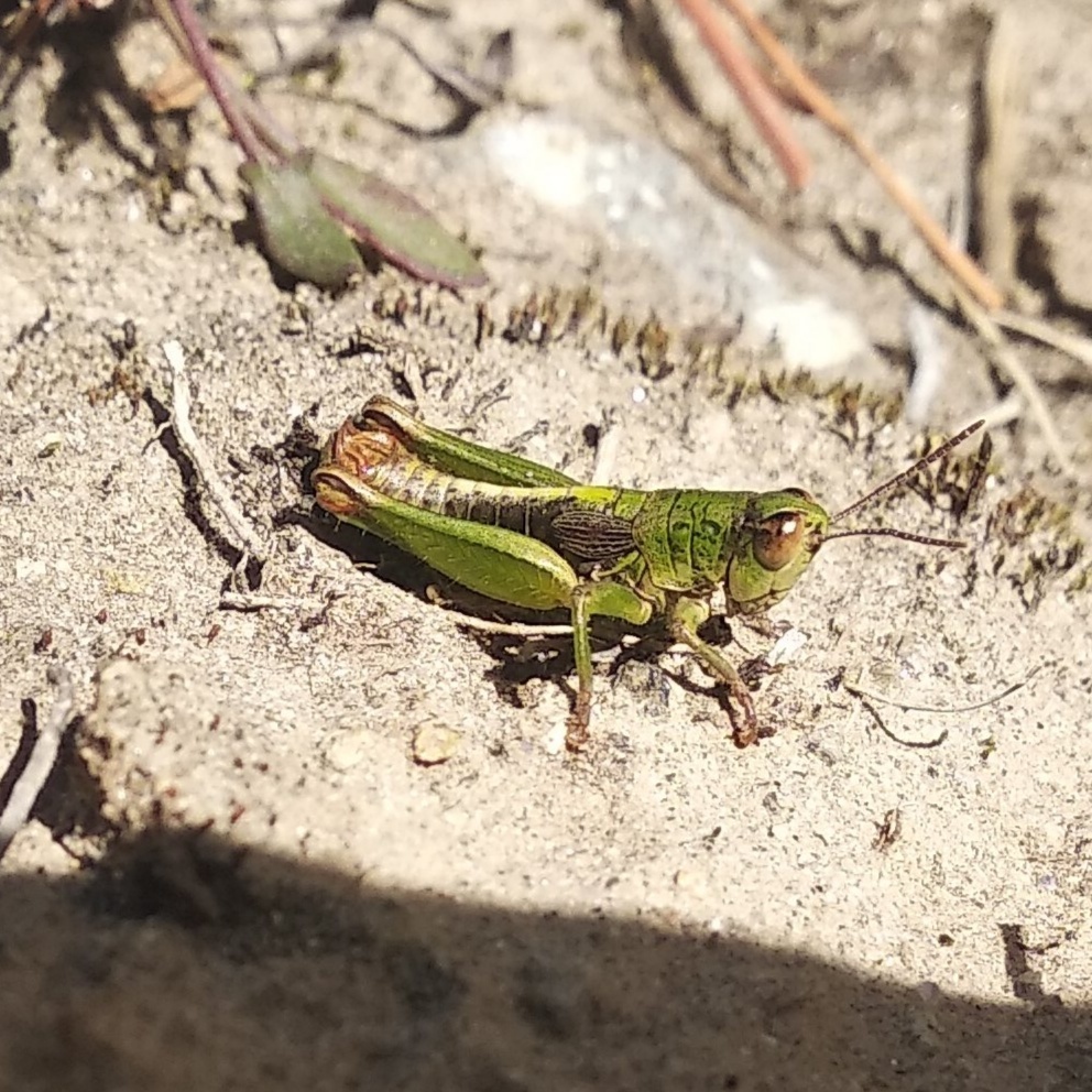 Jivarus sphaericus
