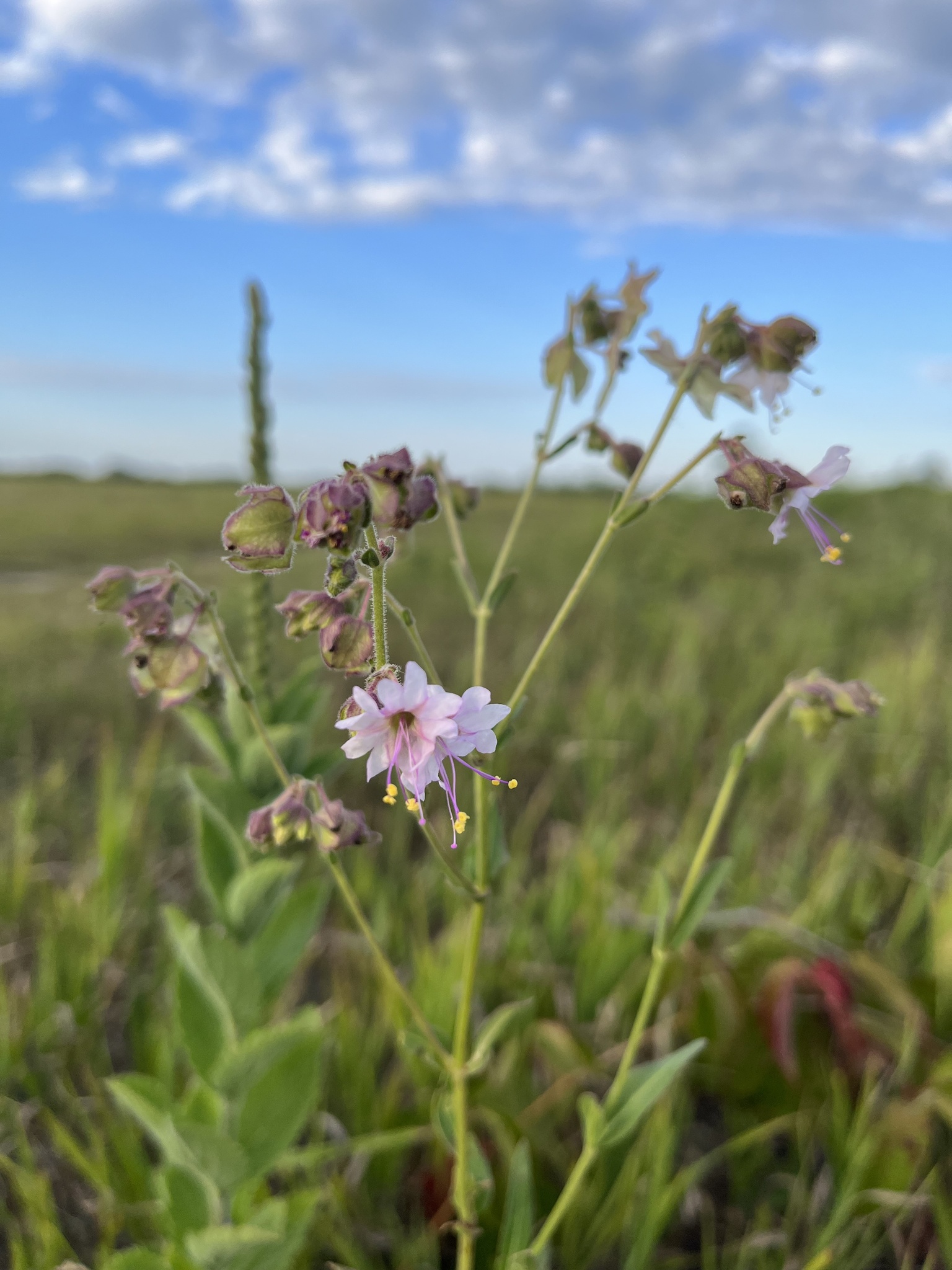 Mirabilis albida
