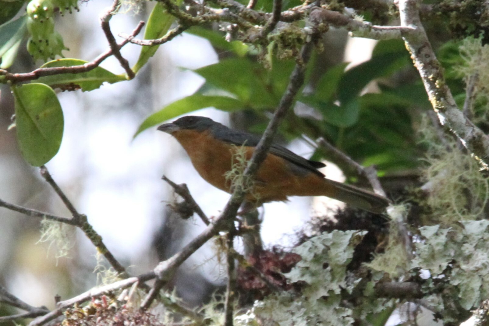Rufous-crested Tanager (Creurgops verticalis), photo 2