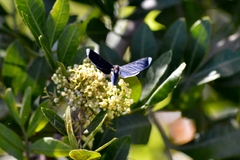 Melanchroia chephise