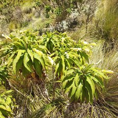 Siphocampylus giganteus