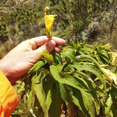 Siphocampylus giganteus