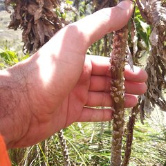 Siphocampylus giganteus