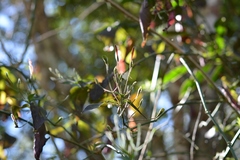 Dicliptera sciadephora