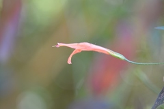 Dicliptera sciadephora