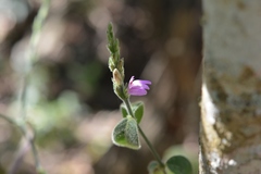 Justicia breviflora