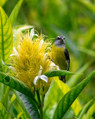 Coereba flaveola