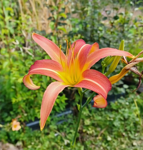 Hemerocallis fulva iNat (1)