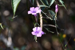 Ruellia breedlovei