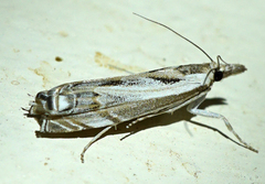 Prionapteryx achatina