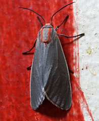Pygarctia neomexicana