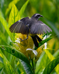 Coereba flaveola