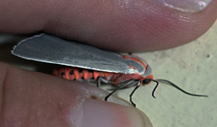 Pygarctia neomexicana