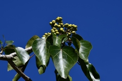 Oreopanax platyphyllus