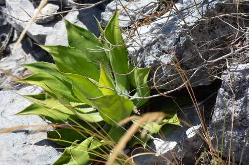 Agave hiemiflora