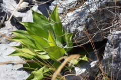 Agave hiemiflora
