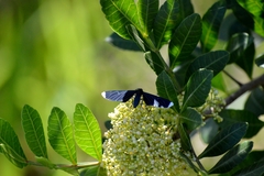 Melanchroia chephise
