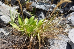 Agave hiemiflora