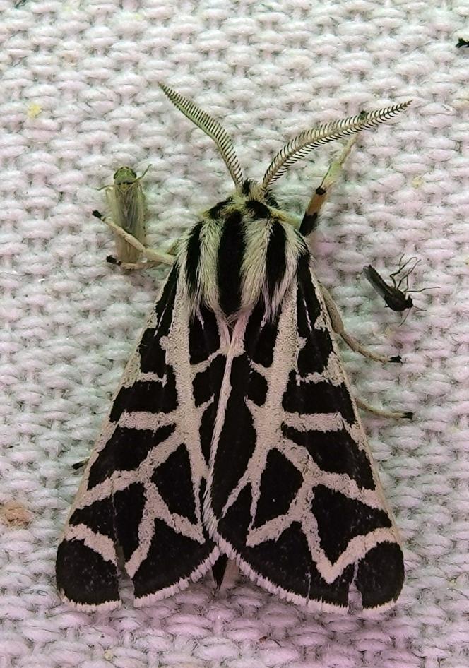 Blake's Tiger Moth