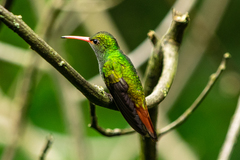 Amazilia tzacatl