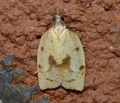 Sparganothis xanthoides