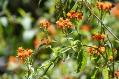 Pseudogynoxys haenkei