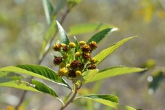 Verbesina hypargyrea