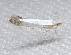 Argyresthia apicimaculella