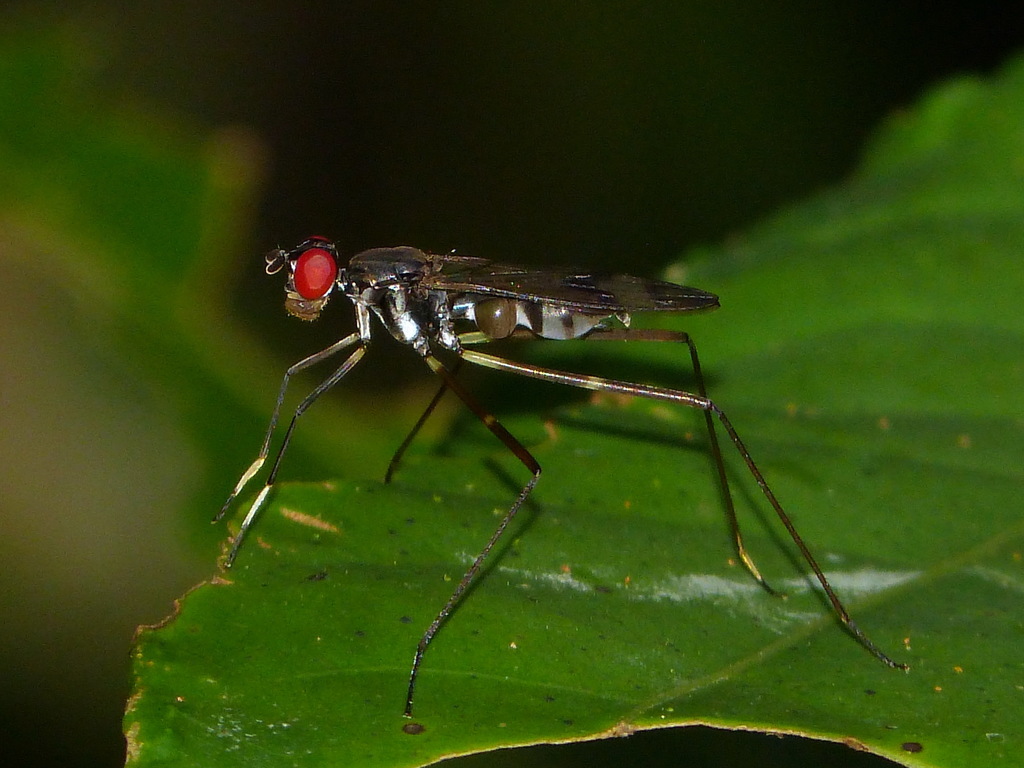 Poecilotylus