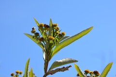 Verbesina hypargyrea