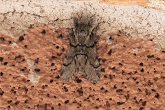 Paraeschra tortuosa