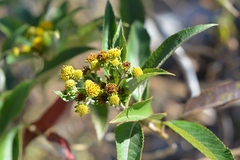 Verbesina hypargyrea