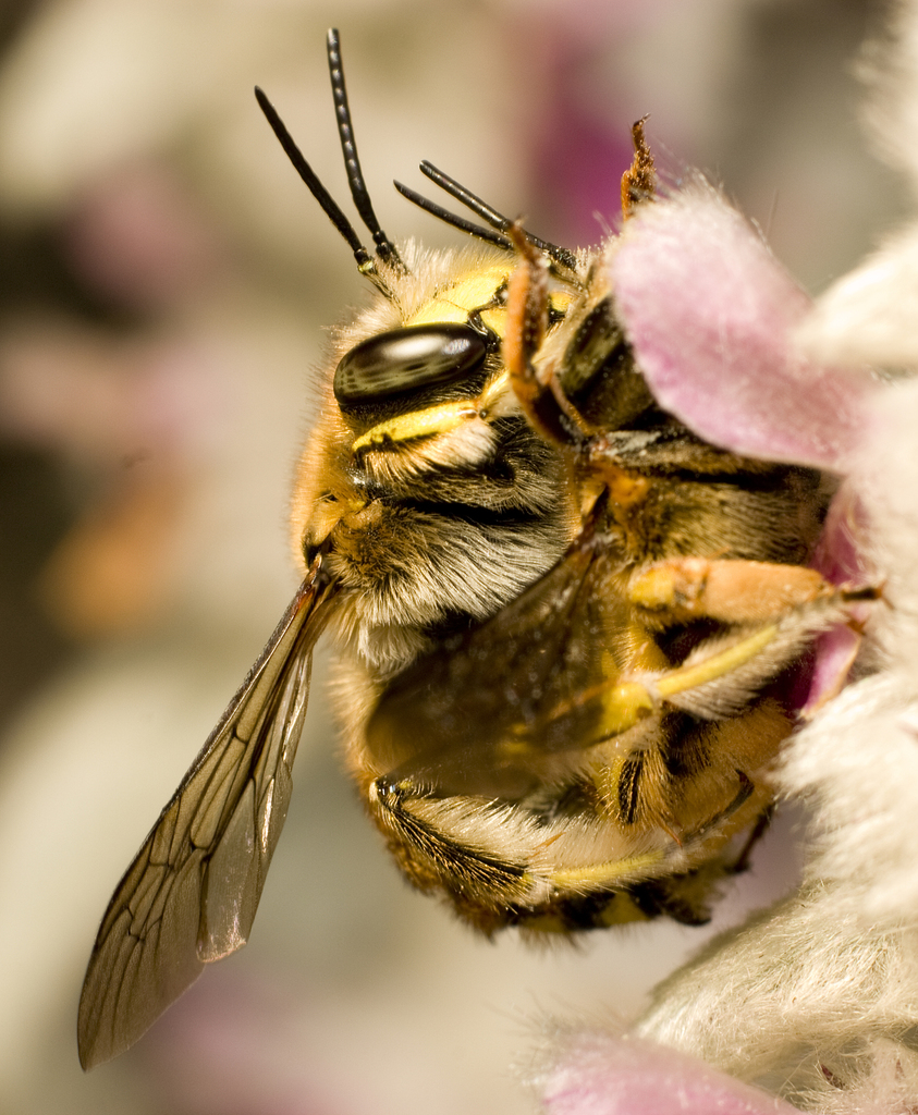 Maryland Biodiversity Project - Wool Carder Bee (Anthidium manicatum)