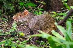Dasyprocta punctata