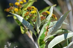 Verbesina hypargyrea
