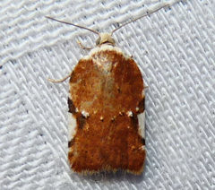 Acleris cervinana