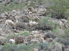 Ovis canadensis nelsoni
