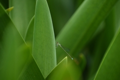 Ischnura capreolus