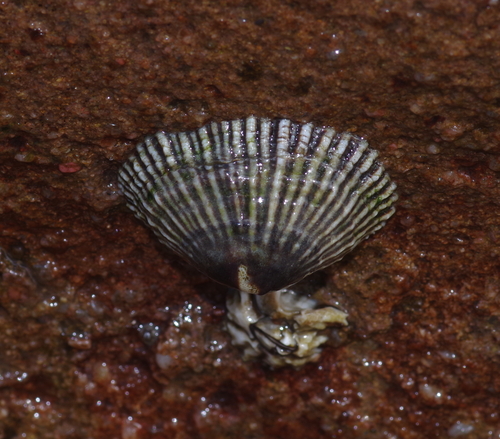 Siphonaria oculus observed 2023-06-26