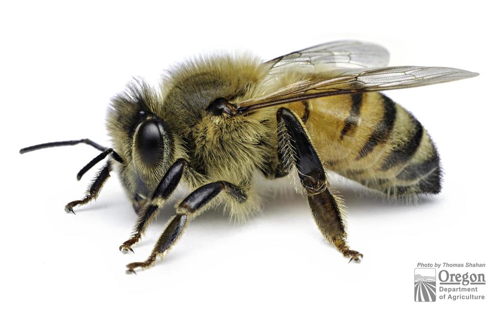 Western Honey Bee (Calgary Insect Pollinators Guide) · iNaturalist Mexico