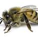 דבורת הדבש - Photo (c) Oregon Department of Agriculture,  זכויות יוצרים חלקיות (CC BY-NC-ND)