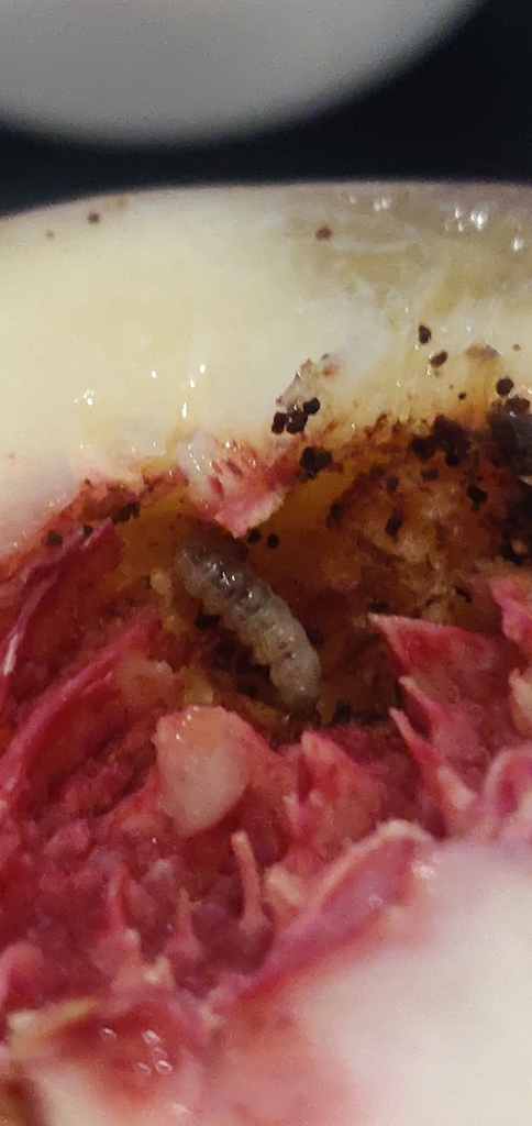Purillo Insecto Plum Curculio from Grande, Davis, CA 95616, USA on July 30, 2023 at 07: ...