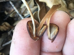 Psathyrella atrospora