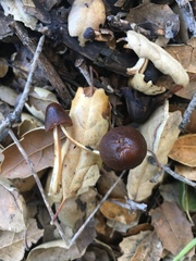 Psathyrella atrospora